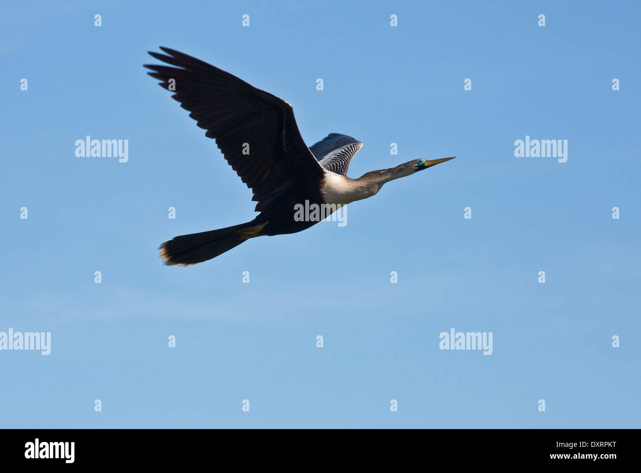 Anhinga Anhinga Anhinga, auch Snakebird, Darter, amerikanische Darter im Flug bei Wakodahatchee Feuchtgebiete, Palm Beach, Florida; Stockfoto