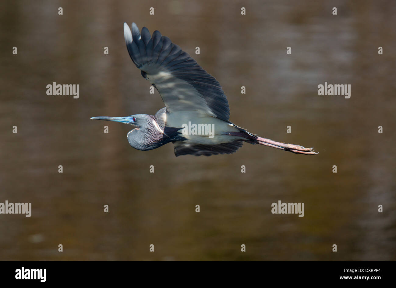 Dreifarbigen Reiher, Egretta Tricolor, im Flug, auch bekannt als Louisiana Heron; Florida. Stockfoto