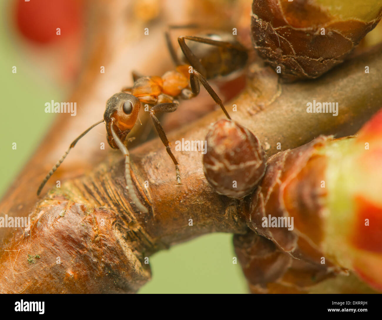 Ameise Insekt Stockfoto