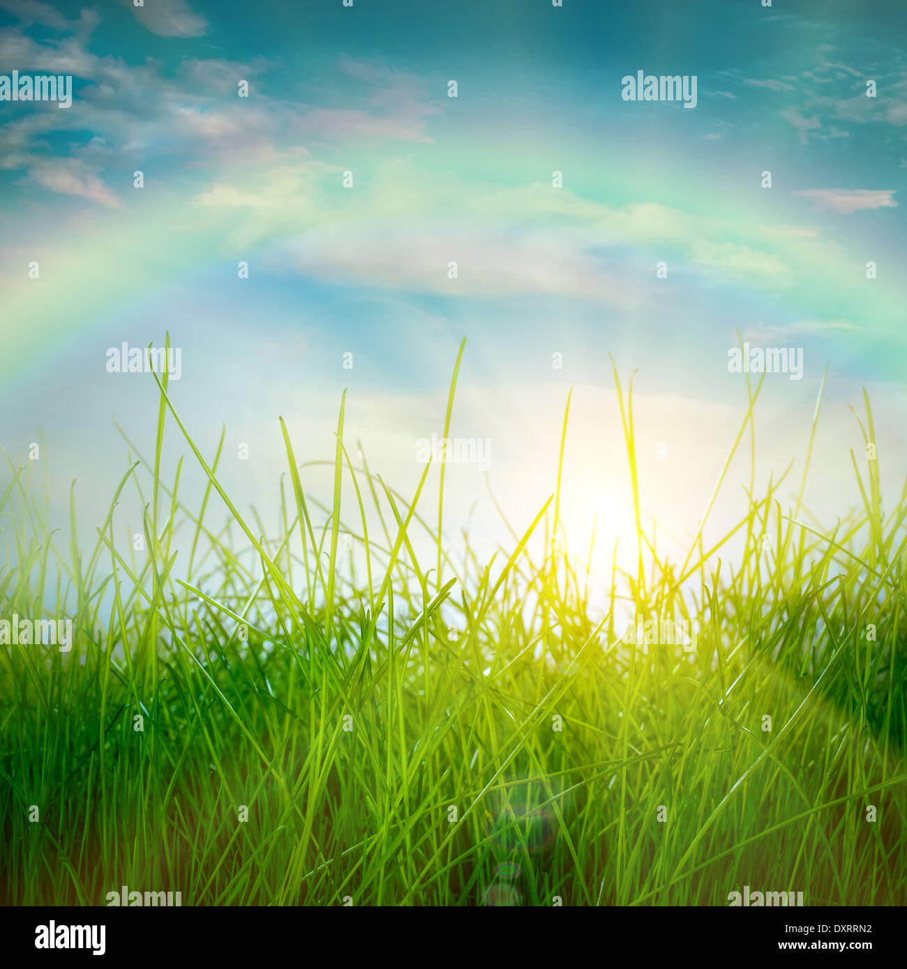 Regenbogen und Frühlingsgrün Grass und Sonne am blauen Himmelshintergrund Stockfoto