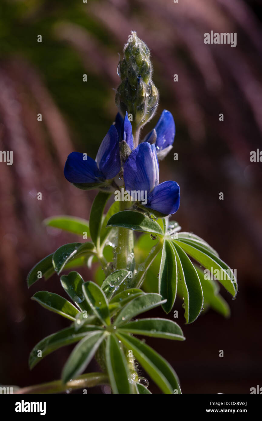 Regentropfen auf Lupine Blüte. Stockfoto