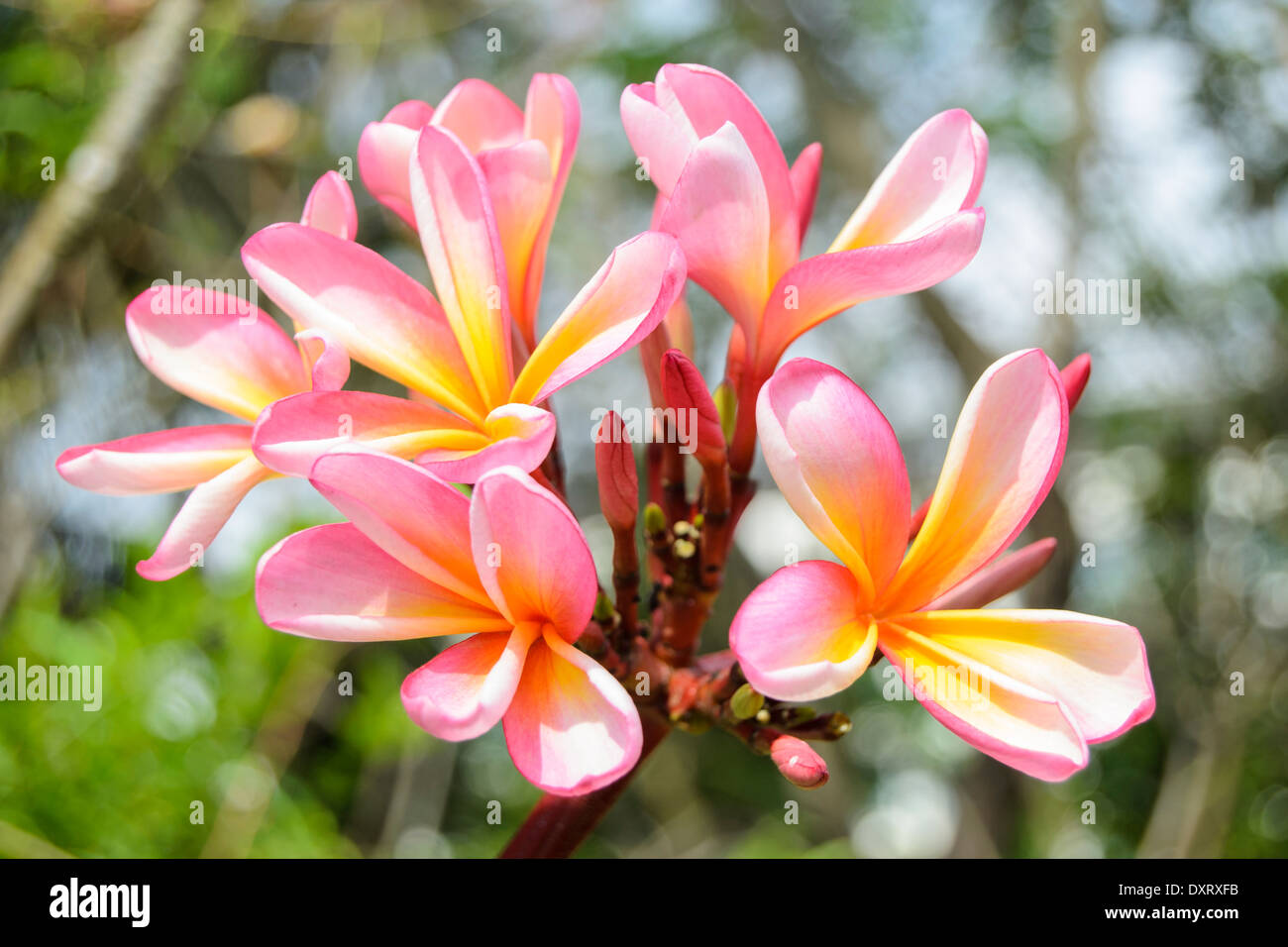 die meisten Frangipani-Blüten sind weiß, rosa Frangipani Blüte ist sehr selten. Stockfoto