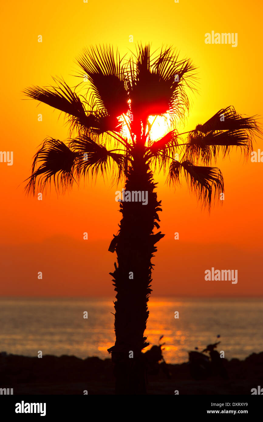 Eine Palme Silhouette gegen die untergehende Sonne, Side, Türkei. Stockfoto