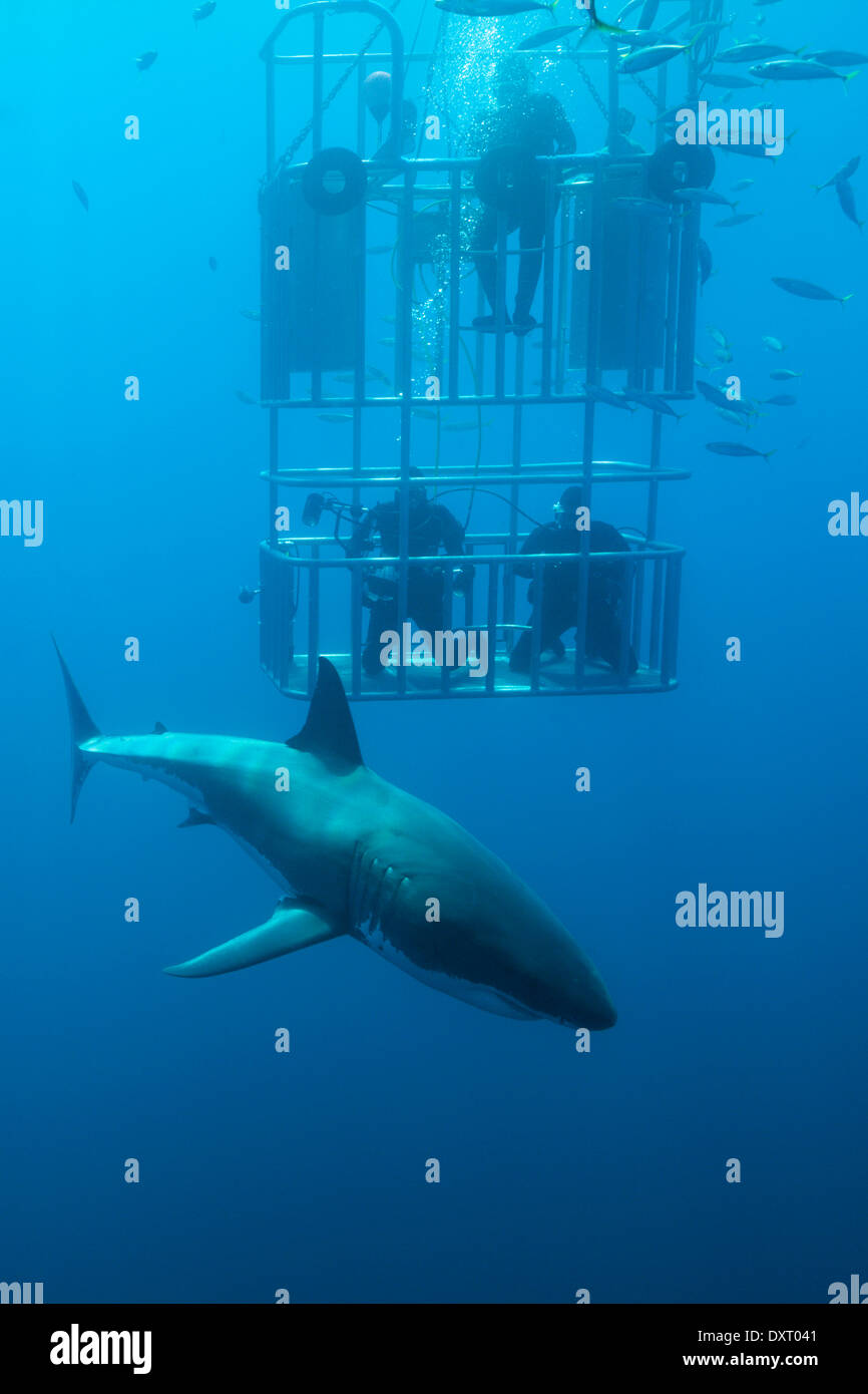 Great White Shark Cage Diving, Carcharodon Carcharias, Insel Guadalupe, Mexiko Stockfoto