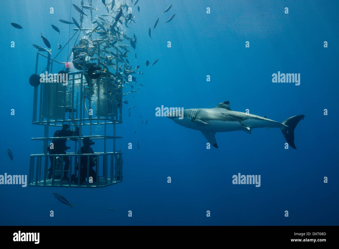 Great White Shark Cage Diving, Carcharodon Carcharias, Insel Guadalupe, Mexiko Stockfoto