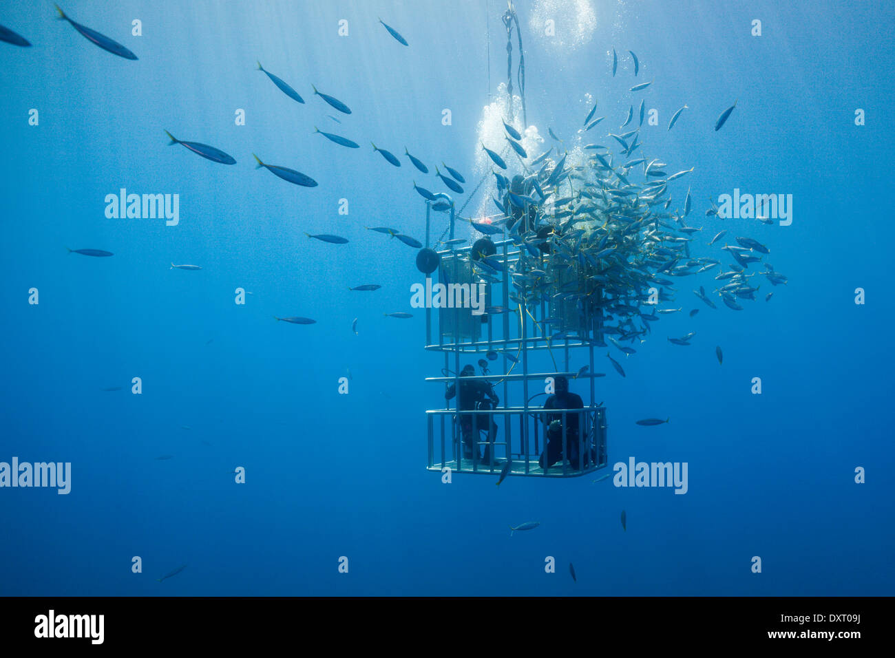 Great White Shark Cage Diving, Insel Guadalupe, Mexiko Stockfoto