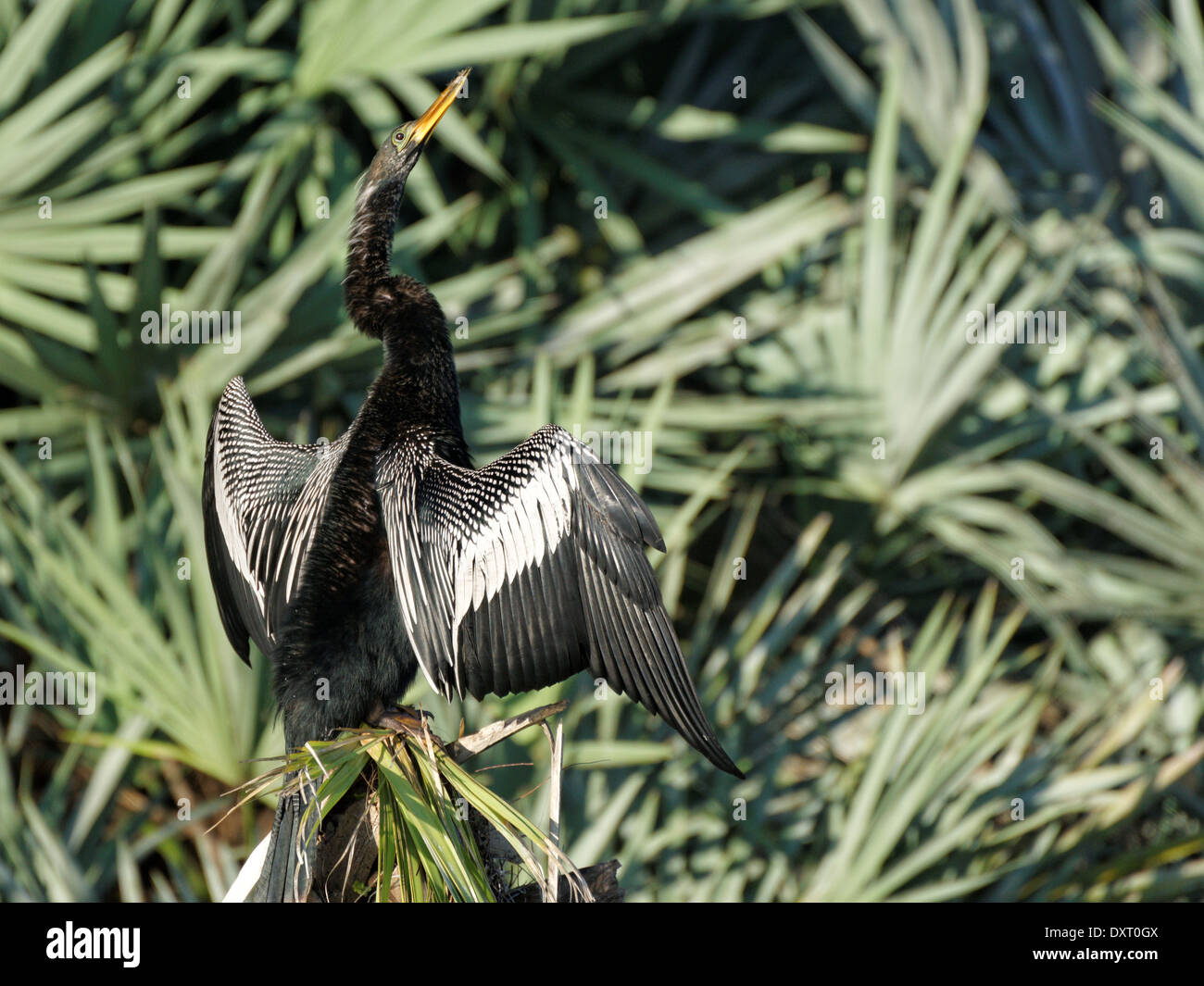 Männliche Anhinga mit kontemplativen Ausdruck und Flügel ausgebreitet offen trocknen lassen. Stockfoto