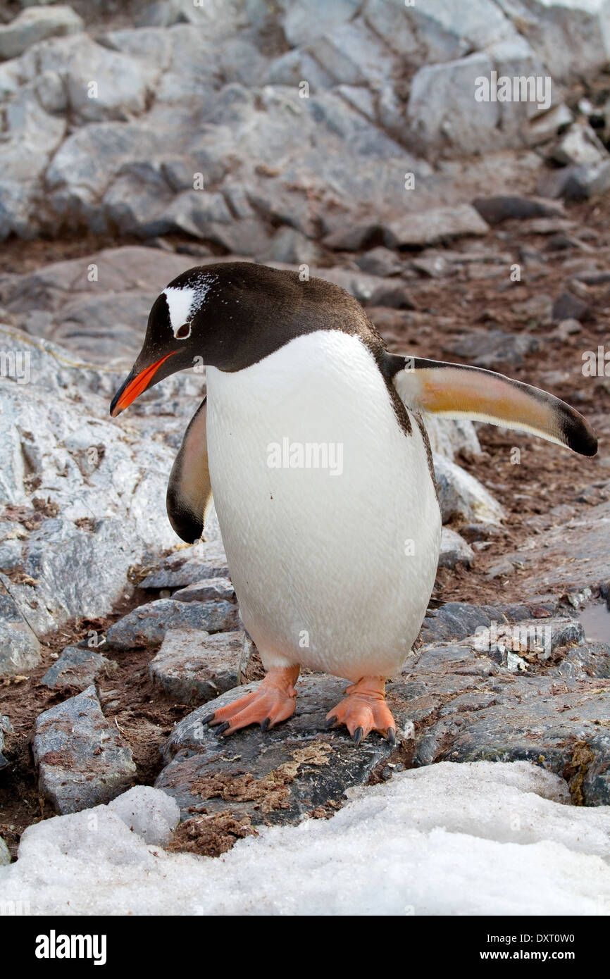 Gentoo, Pinguin, Pinguine (Pygoscelis Papua) in der Antarktis. Antarktischen Landschaft. Stockfoto