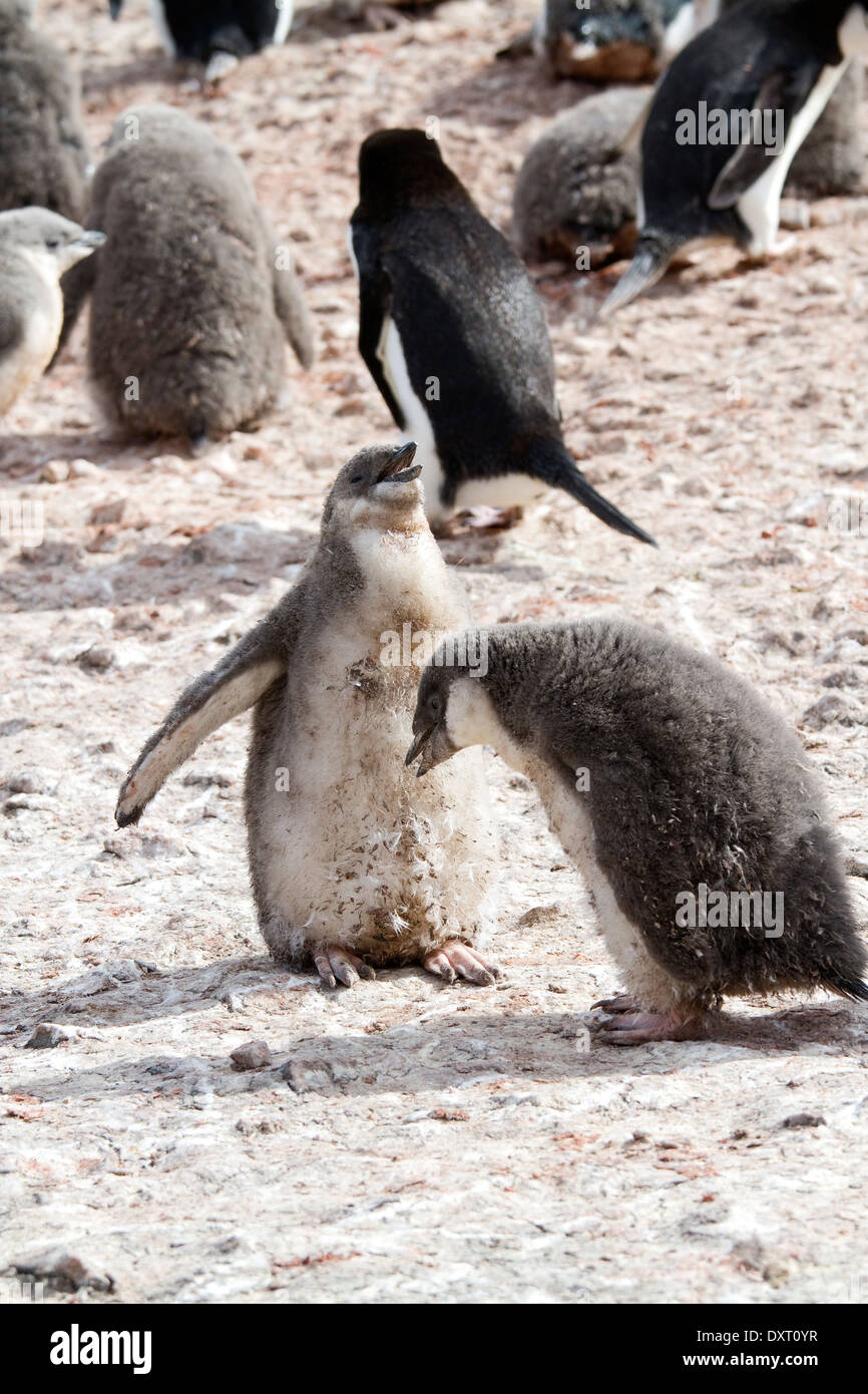 Antarktis Pinguin Küken und Erwachsenen Gentoo Penguins (Pygoscelis Papua) in der Antarktis. Antarktischen Landschaft. Stockfoto