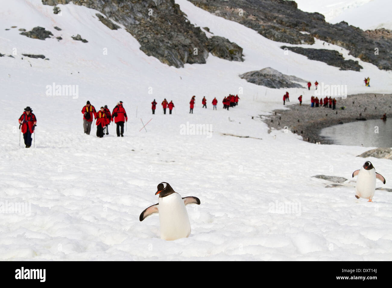 Antarktis Tourismus und Pinguine unter der Antarktis-Landschaft. Stockfoto