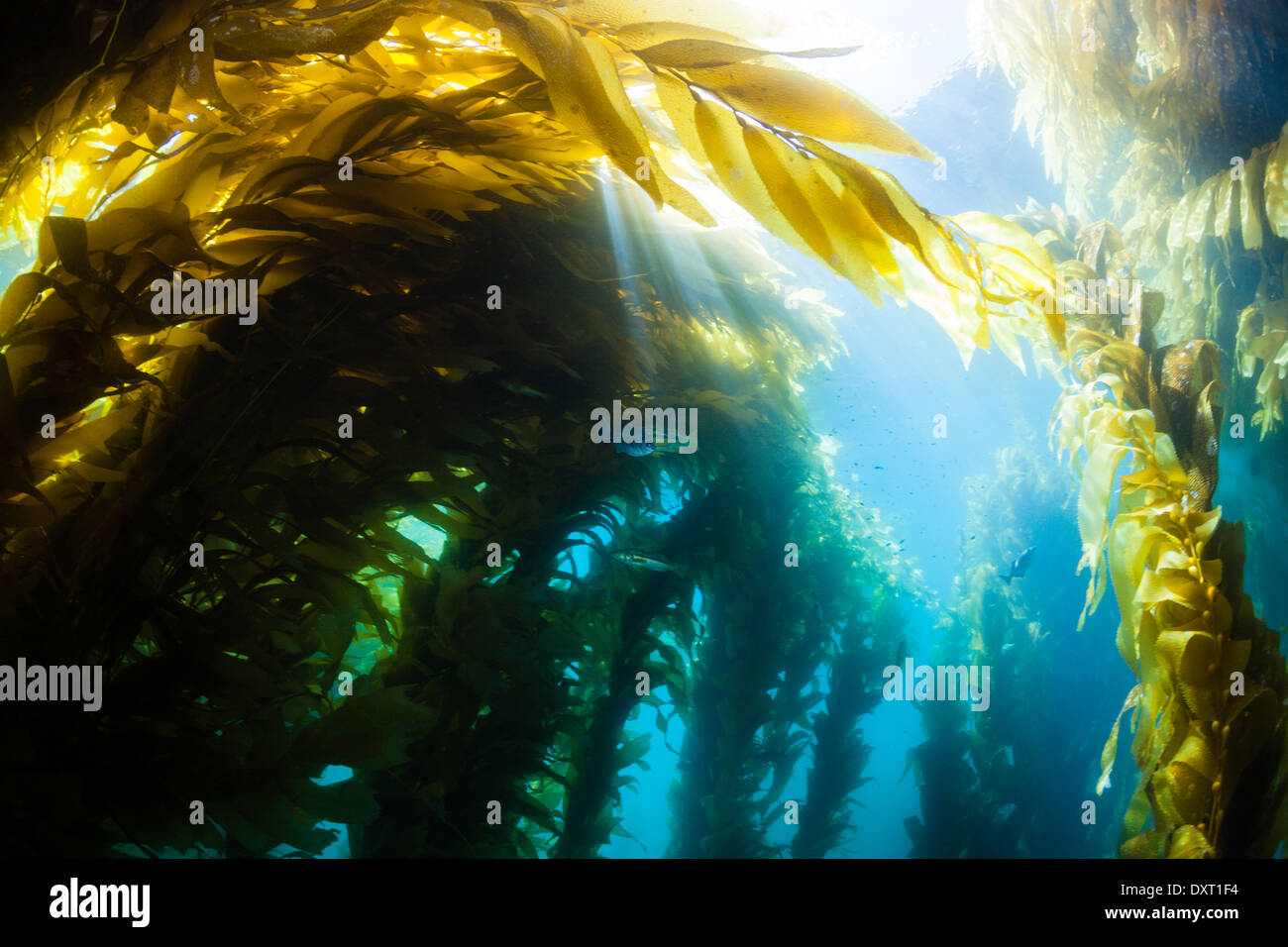 Kelp Forest Giant Kelp, Macrocystis Pyrifera, Cedros Island, Mexiko