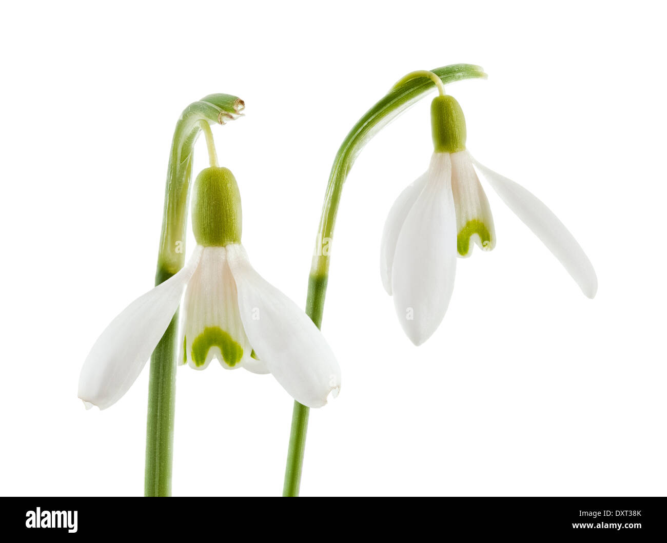 Gemeinsamen Schneeglöckchen isoliert auf weißem Hintergrund Stockfoto