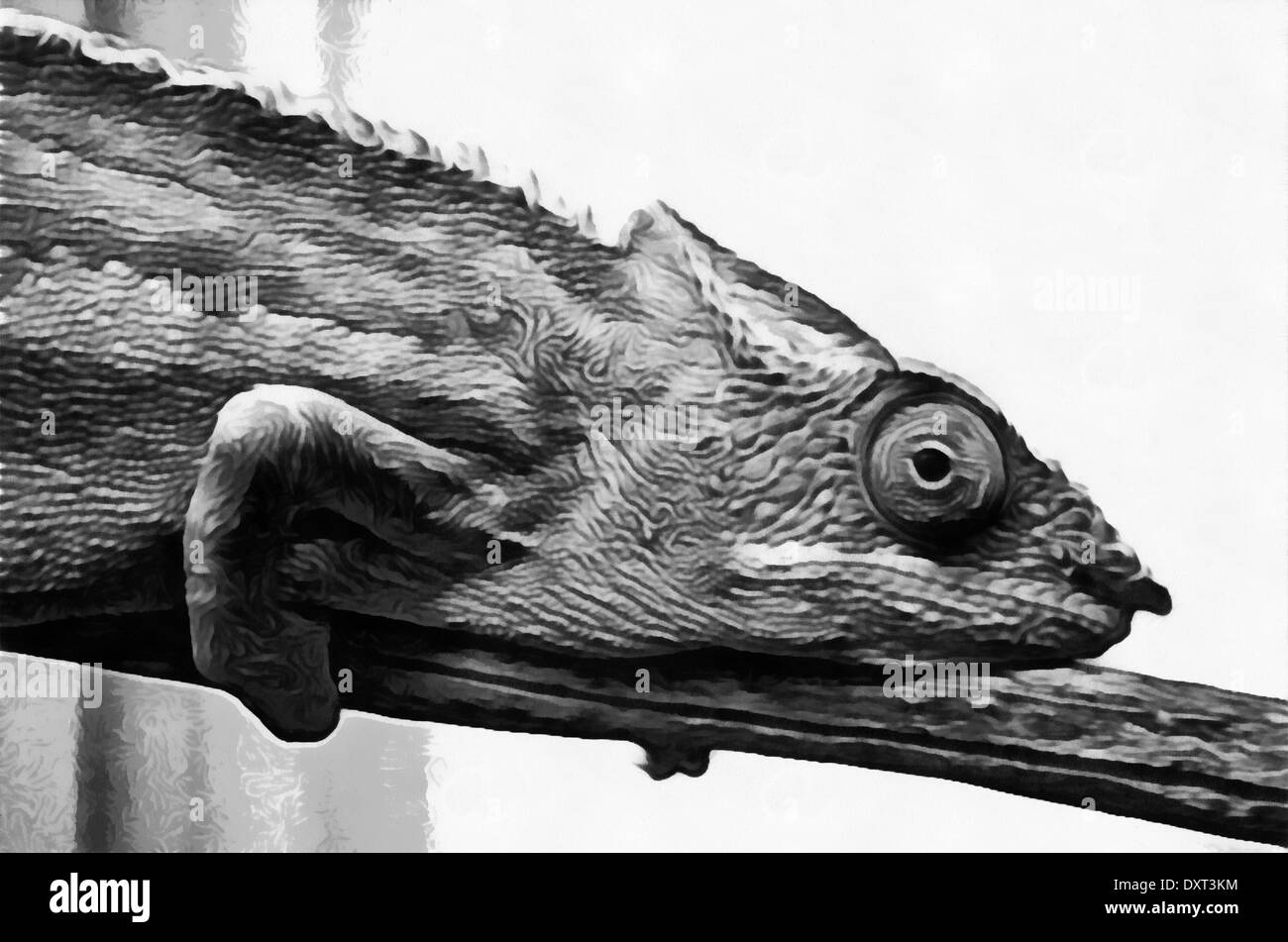 Chamäleons (lateinisch Chamaeleonidae) - Familie der Unterordnung Kader schuppige Echsen Stockfoto
