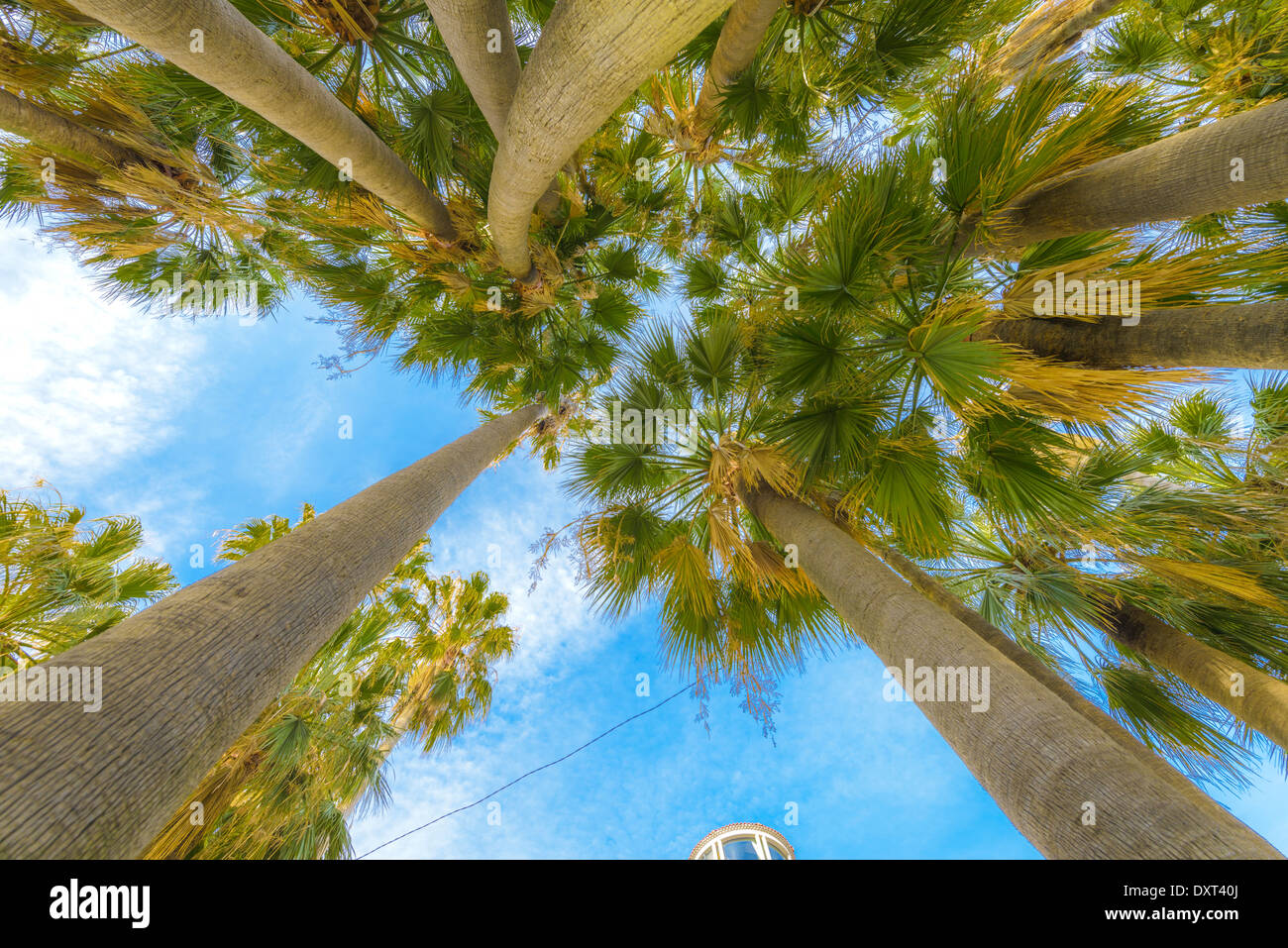 Zeigen Sie unter Palmen in Cannes, Frankreich an Stockfoto