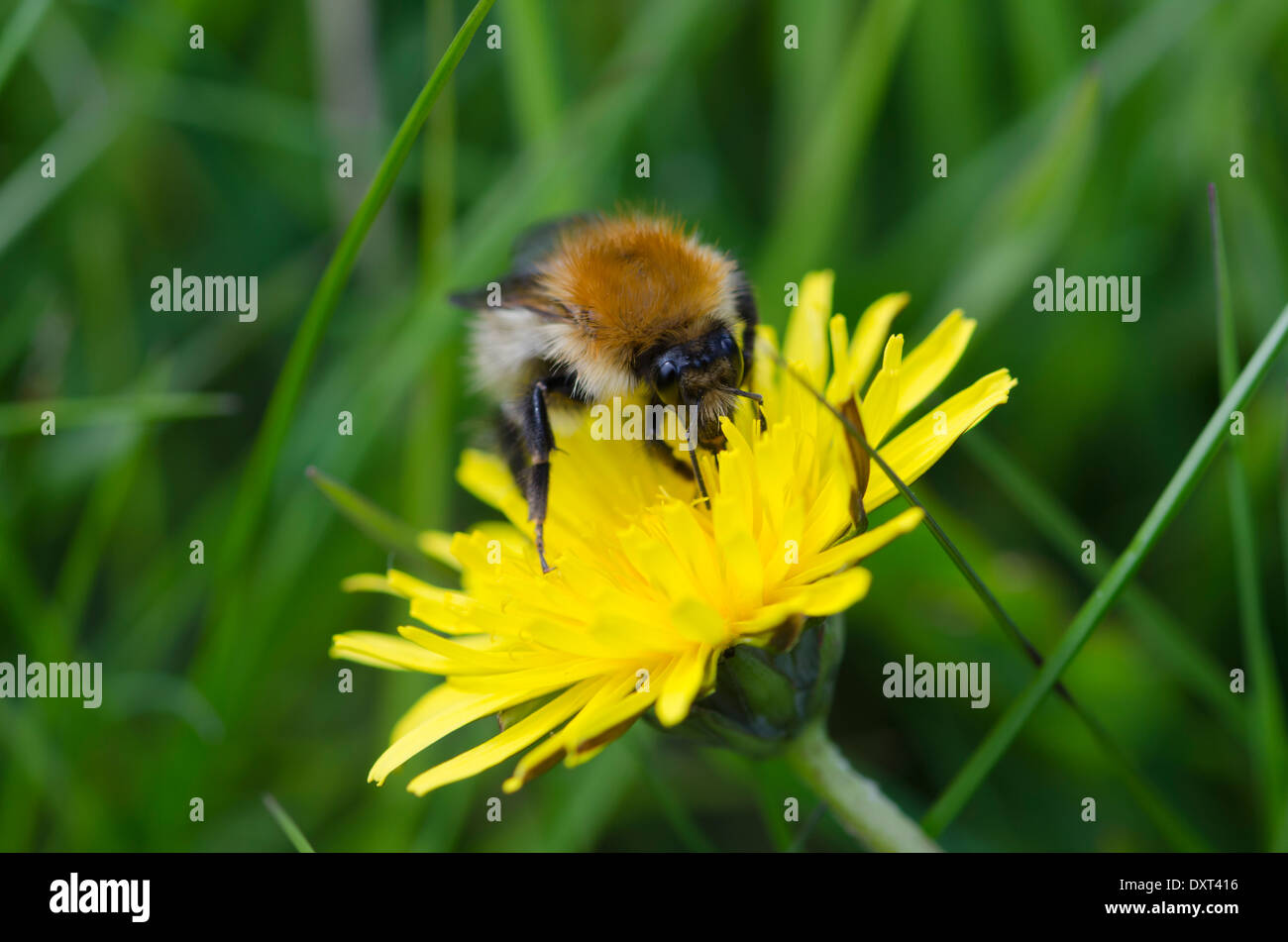 Eine Hummel auf einer Blume Löwenzahn auf einer Wiese Cumbrian Fütterung Stockfoto