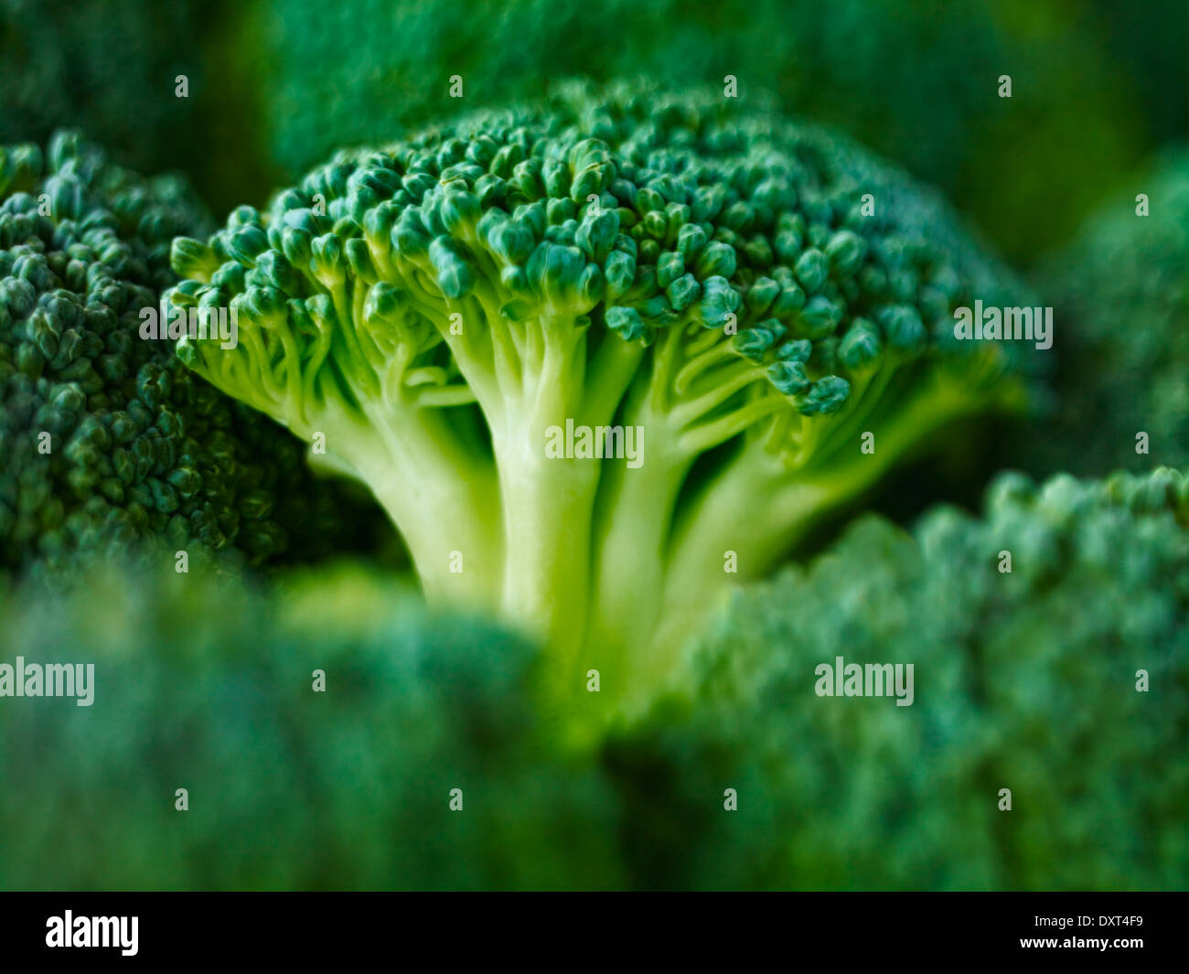 Extreme Nahaufnahme von rohen Brokkoli Stockfoto