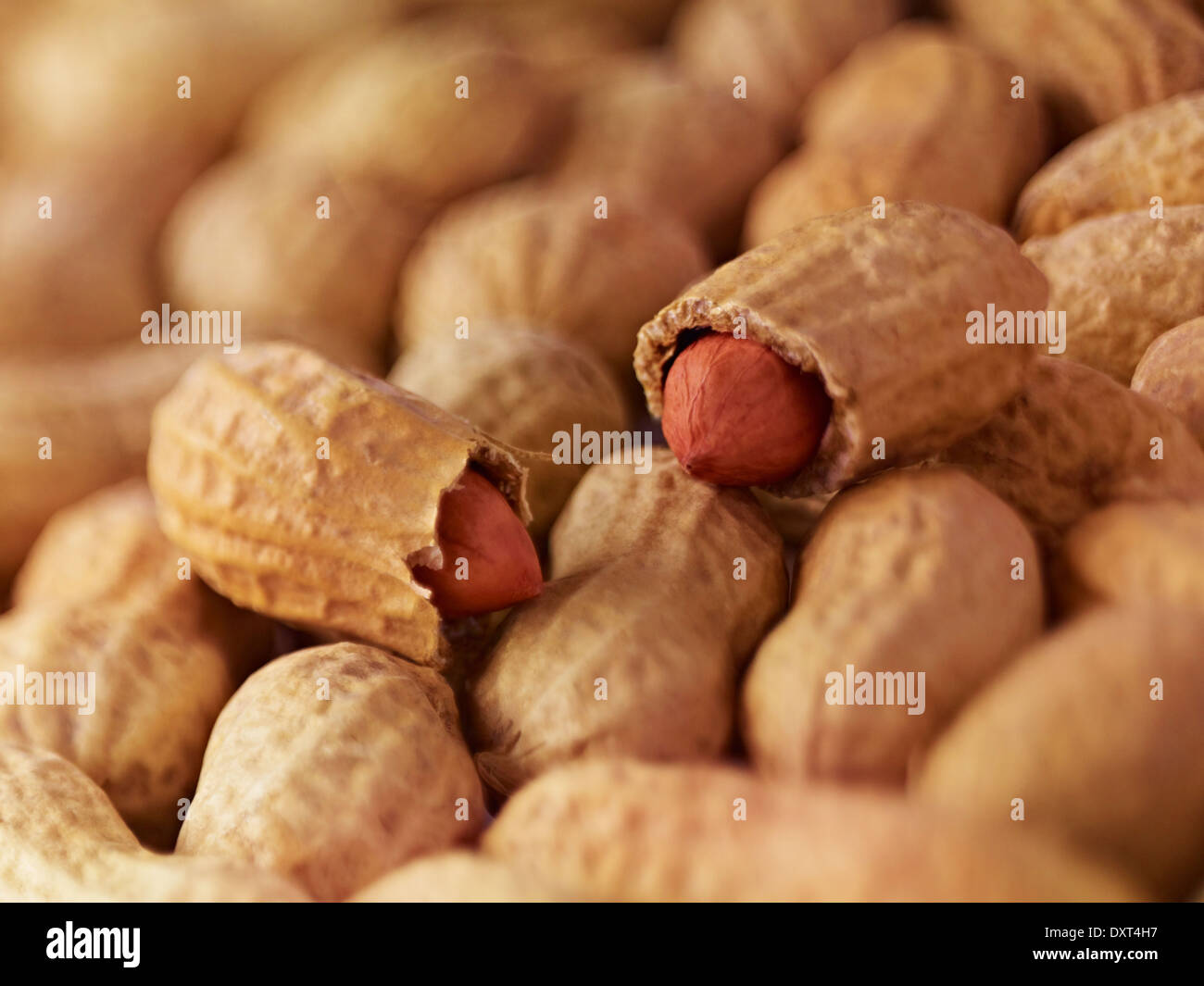 Extreme Nahaufnahme von Erdnüsse in der Schale Stockfoto