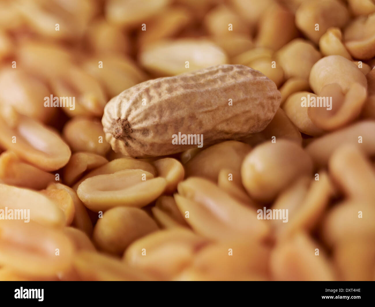 Extreme Nahaufnahme von Erdnüssen Stockfoto