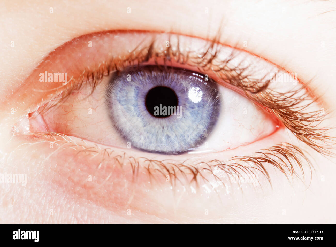 Extreme Nahaufnahme des blauen Auges Stockfotografie