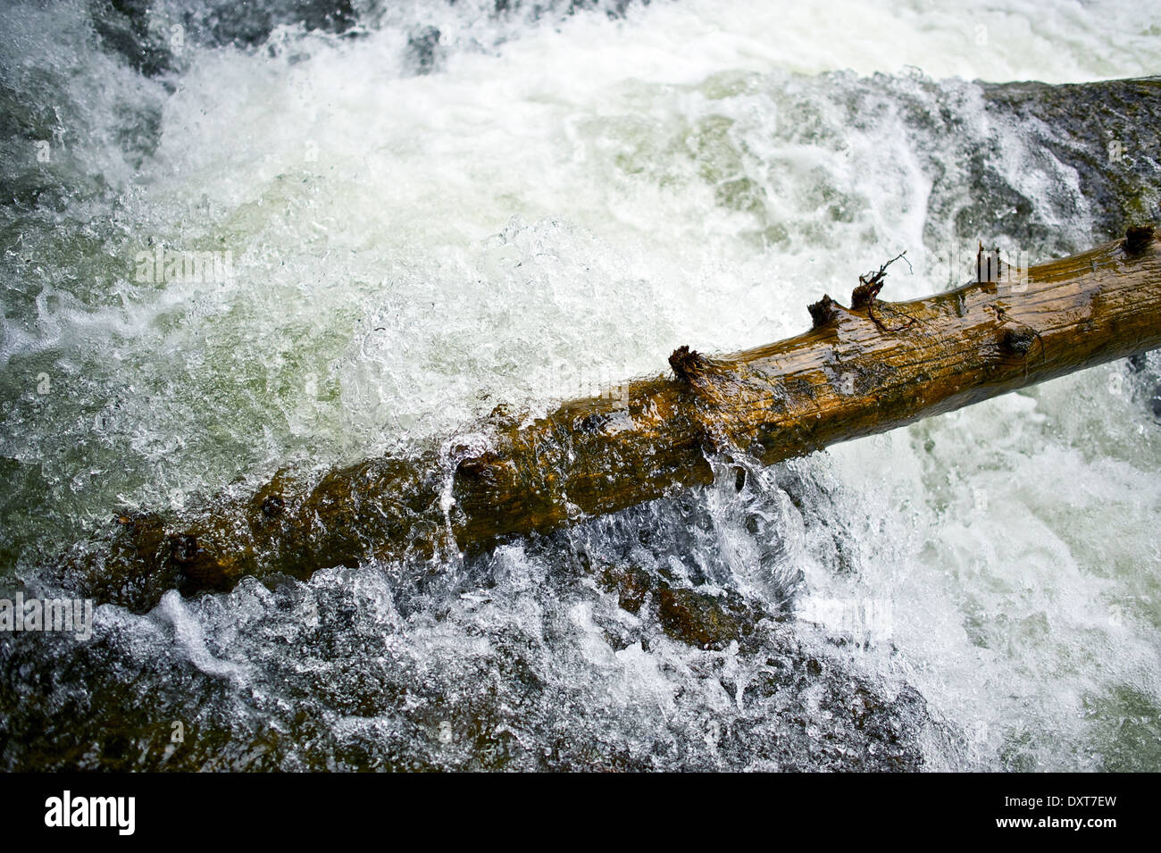 Die Flut. Überschwemmungen, Wasser und Baum Closeup. Fast and Furious Wasser. Kraft der Natur. Stockfoto