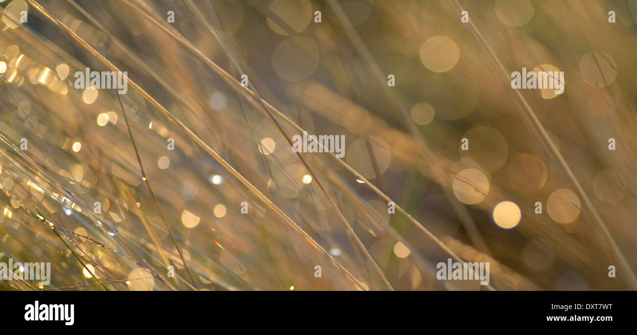 Grashalme bedeckt mit dem Tau, Aufnahme in Bushy Park, London, UK Stockfoto