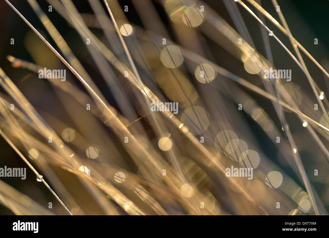 Grashalme bedeckt mit dem Tau, Aufnahme in Bushy Park, London, UK Stockfoto