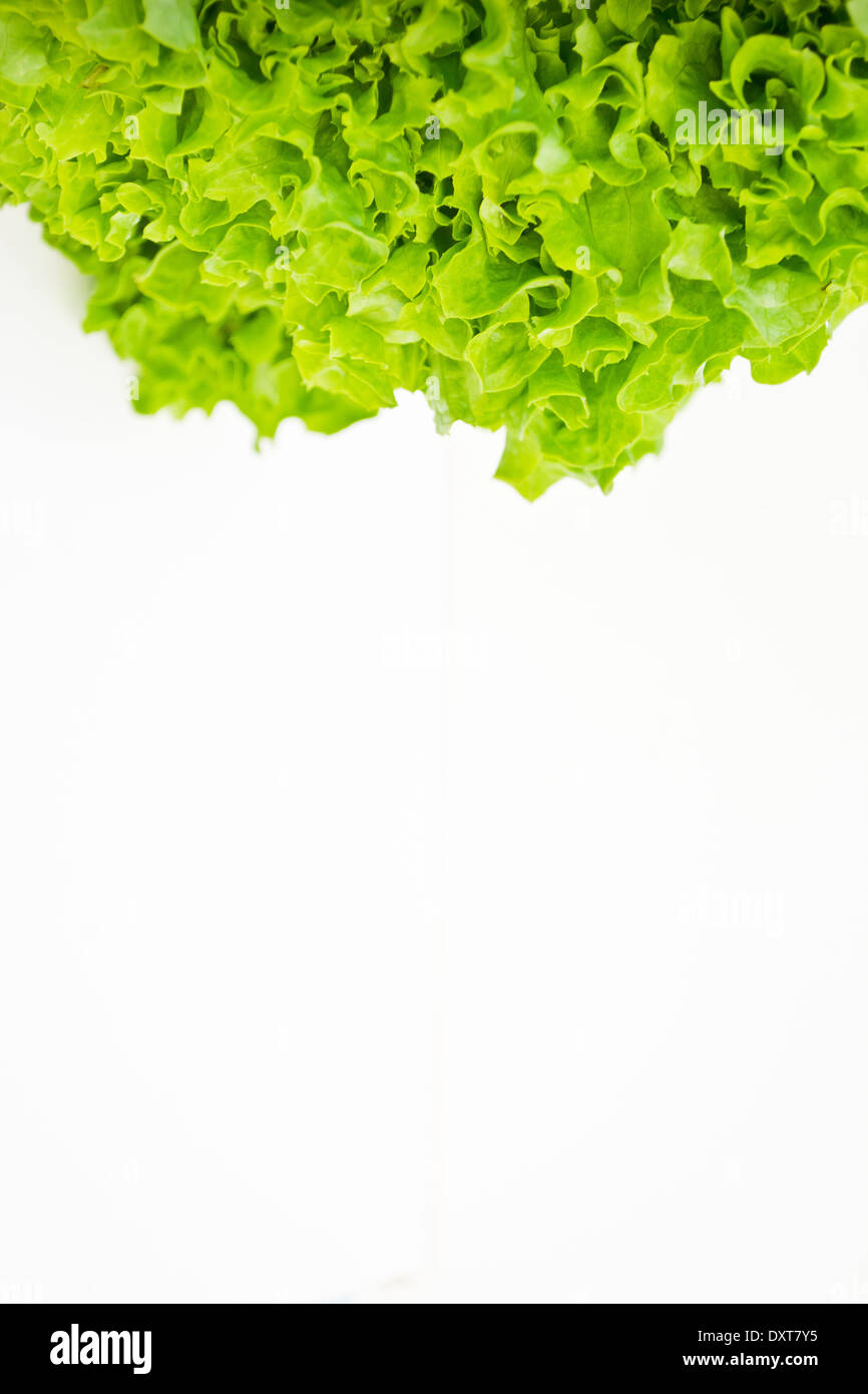 Salat ist eine jährliche grüne Blattgemüse. Kopfsalat wird oft für Salate verwendet und es ist eine gute Quelle für Vitamin A K C. Stockfoto