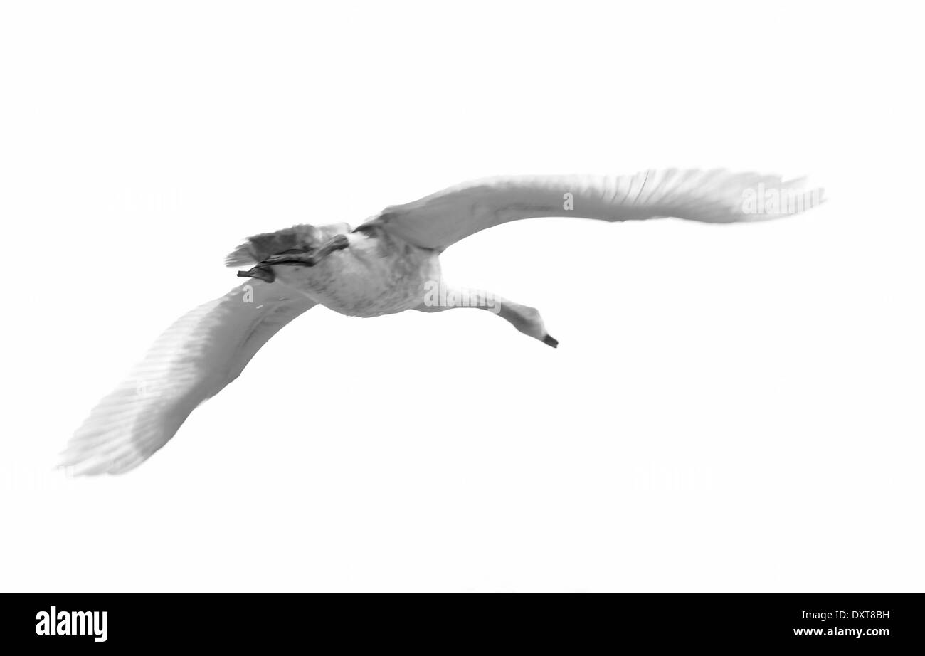 Höckerschwan im Flug, Aufnahme in Bushy Park, London, UK Stockfoto