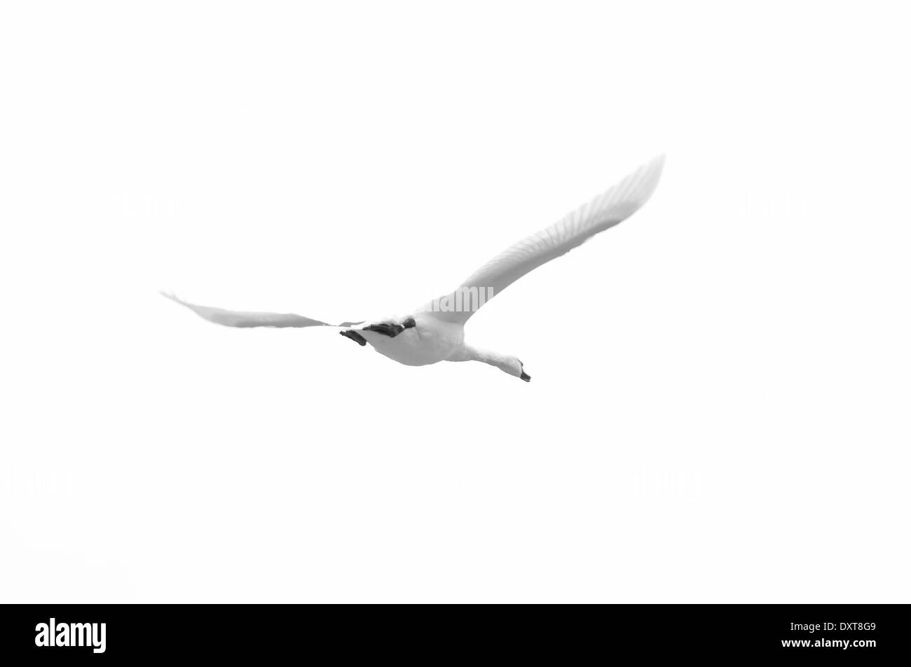 Höckerschwan im Flug, Aufnahme in Bushy Park, London, UK Stockfoto