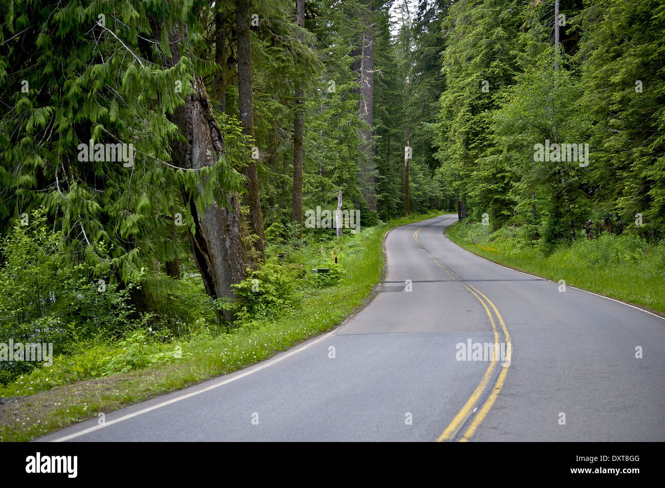 Gebogene Waldweg irgendwo in Oregon, USA. Foto-Sammlung zu reisen. Stockfoto