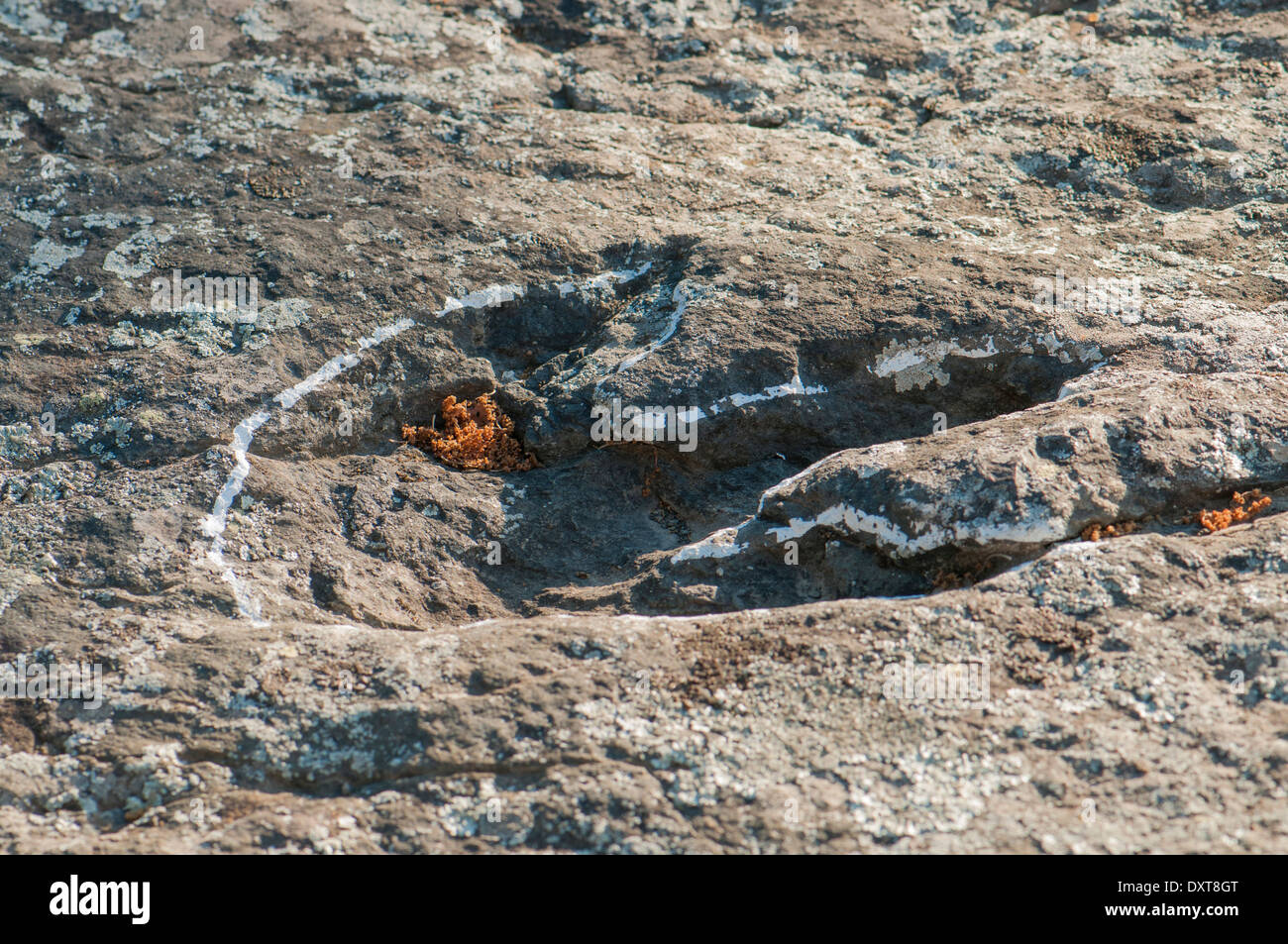 Ornithopod Dinosaurier Fußabdrücke (oder Ihnites) in einem flachen Felsen, früher der Boden einer Binnenlagune an der Senoba Fossilienstelle, Spanien. Stockfoto