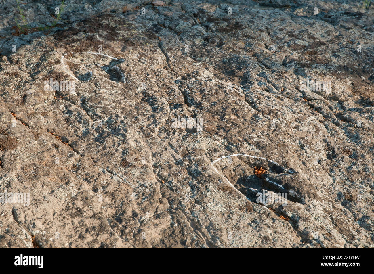 Ornithopod Dinosaurier Fußabdrücke (oder Ihnites) in einem flachen Felsen, früher der Boden einer Binnenlagune an der Senoba Fossilienstelle, Spanien. Stockfoto