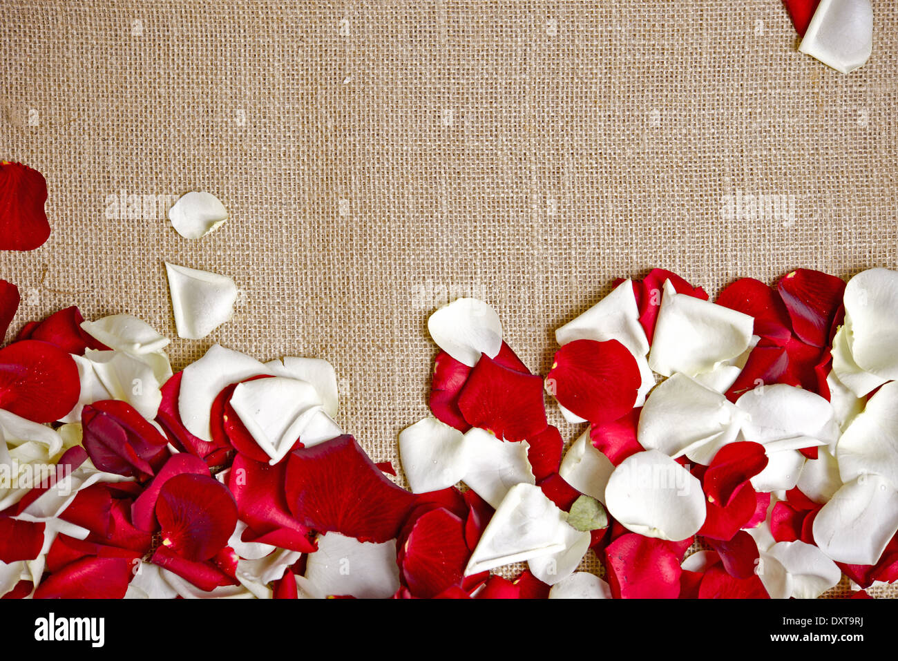 Leinwand und Rose Blumenblätter Fotohintergrund mit Textfreiraum. Stockfoto