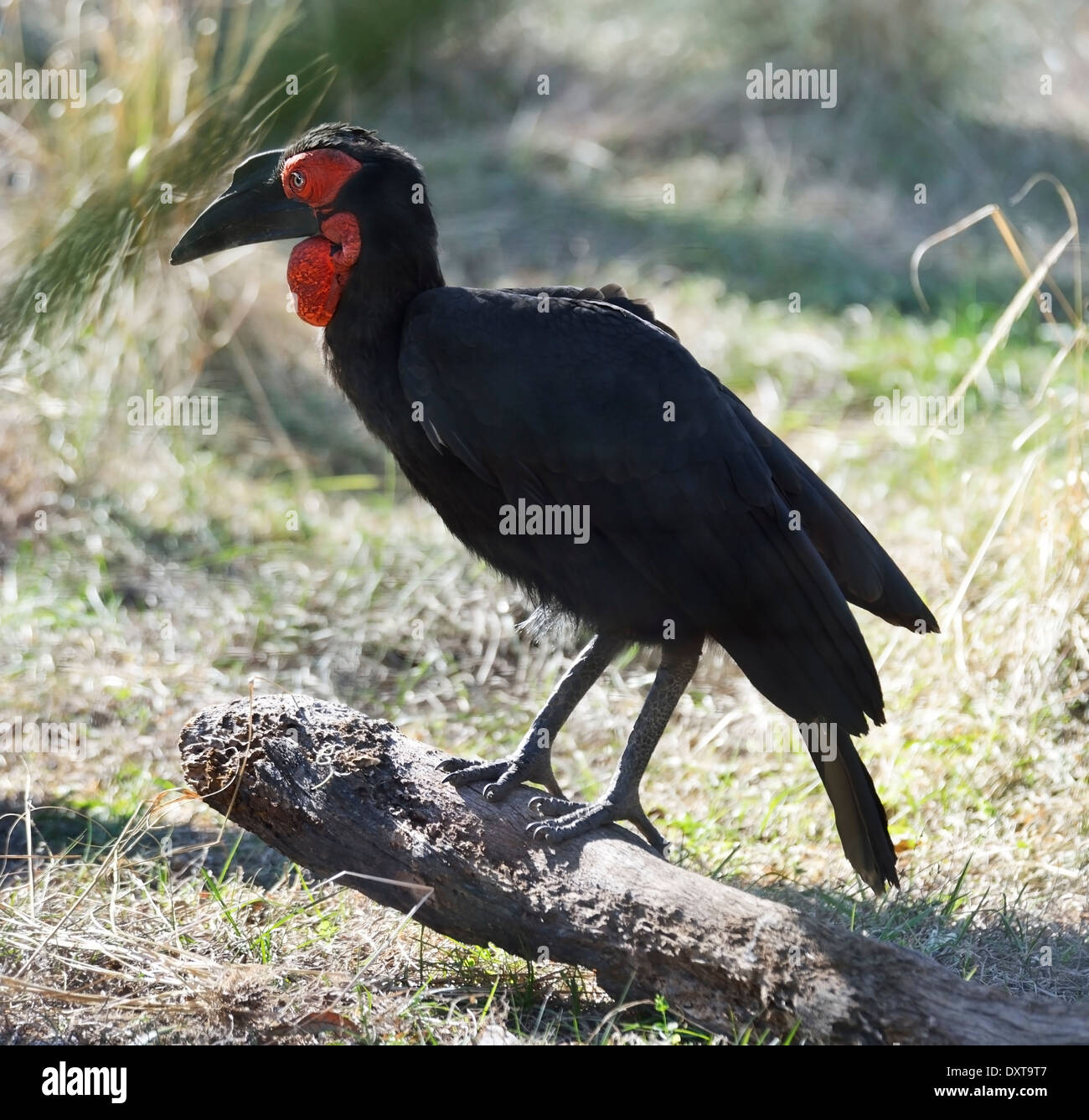 Boden-Hornbill Vogel hocken auf dem Baumstamm Stockfoto