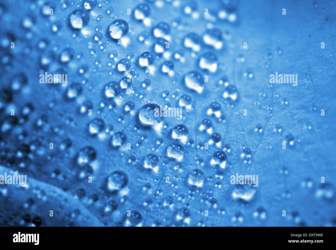 Blue Water Drops Hintergrund. Cool Makro Tautropfen Foto auf blau. Collection im Hintergrund. Stockfoto