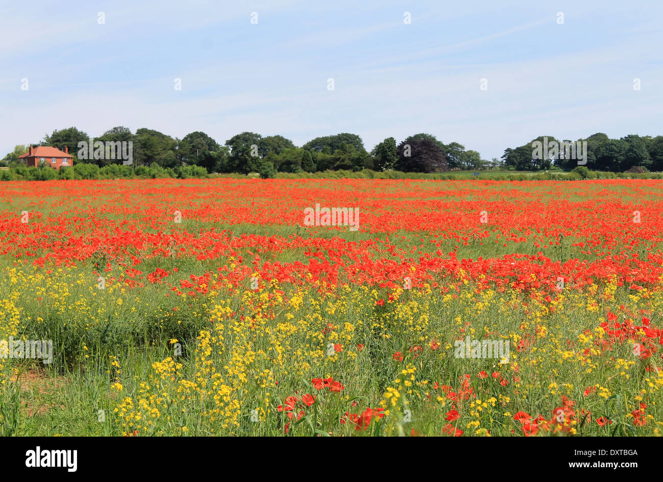 Malerische Aussicht auf die roten und gelben Mohnfelder in Landschaft. Stockfoto