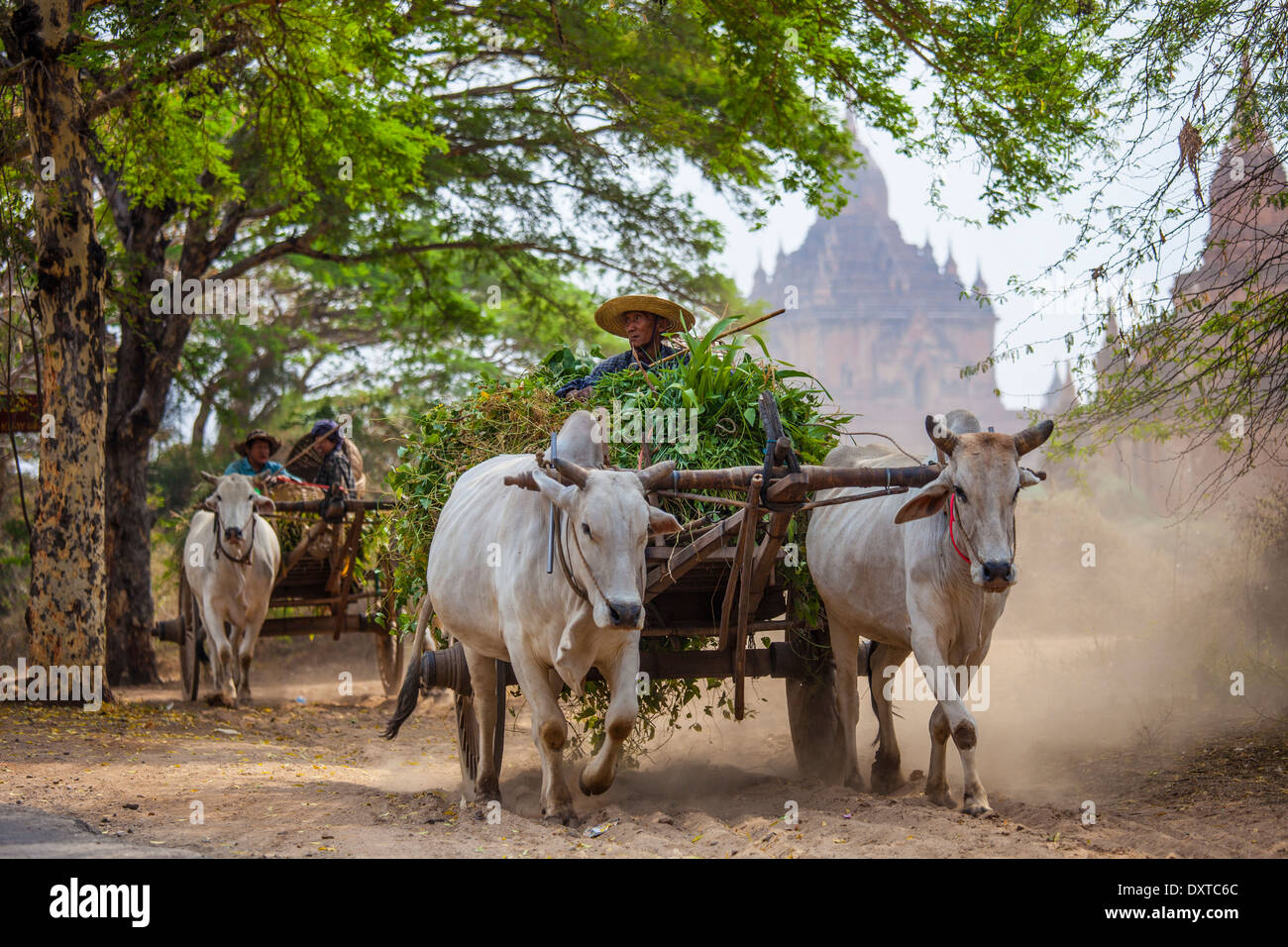 Ochsenkarren schleppen Ernte in Bagan, Myanmar Stockfoto