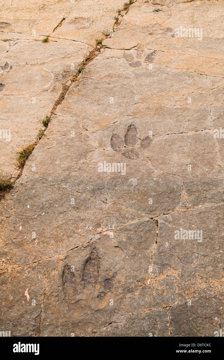 Titel der Fußabdrücke von Dinosauriern (oder ichnites) in einem flachen Felsen, früher das Ende einer inländischen Lagune am Munilla Fossil Site, La Rioja, Spanien. Stockfoto