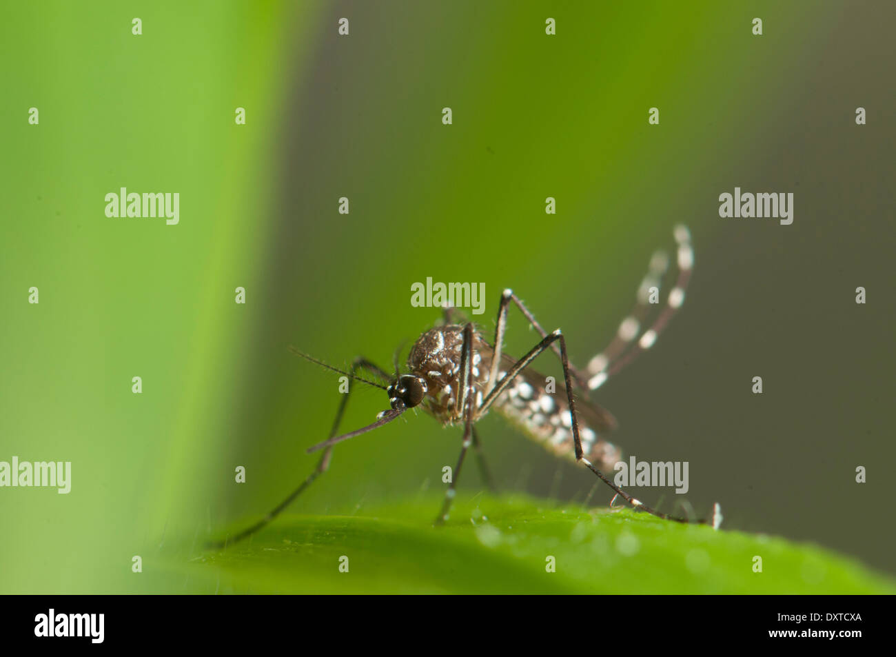 Aedes aegypti Weibchen in Vegetation ruht. Eine der häufigsten Moskito, invasive Arten, die weltweit in der Vergangenheit und Träger von Dengue-Fieber, Gelbfieber und andere Krankheiten in Europa. Stockfoto
