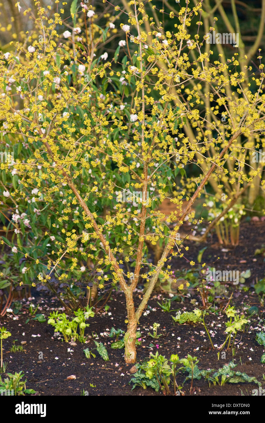 Cornus officinalis blume Fotos und Bildmaterial in hoher Auflösung