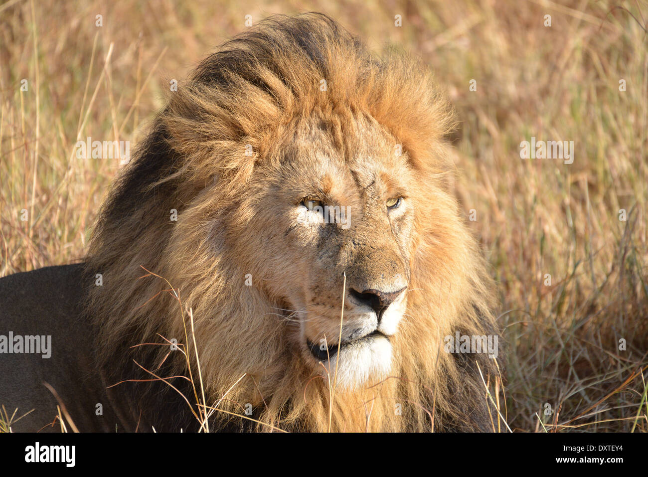 Löwe im Wildpark der Masai Mara, Kenia, Afrika Stockfoto