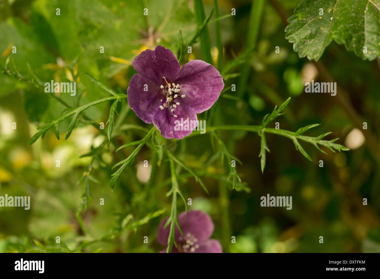 Violwt gehörnte Poppy, Roemeria Hybrida Blume in gestörten Boden, Zypern Stockfoto