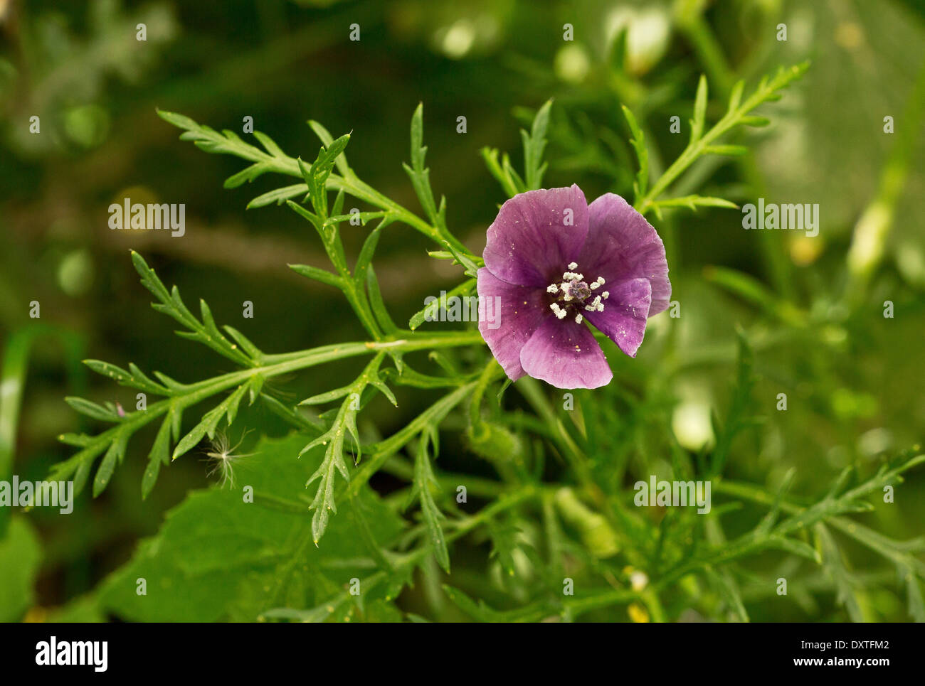 Violette gehörnten Poppy, Roemeria Hybrida Blume in gestörten Boden, Zypern Stockfoto