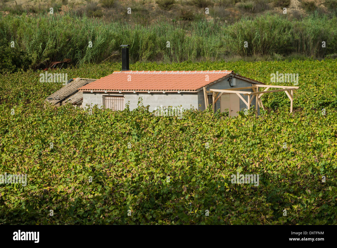 Gebäude in ausgedehnten Weinbergen in der qualifizierten Weinregion Penedes, Spanien Stockfoto