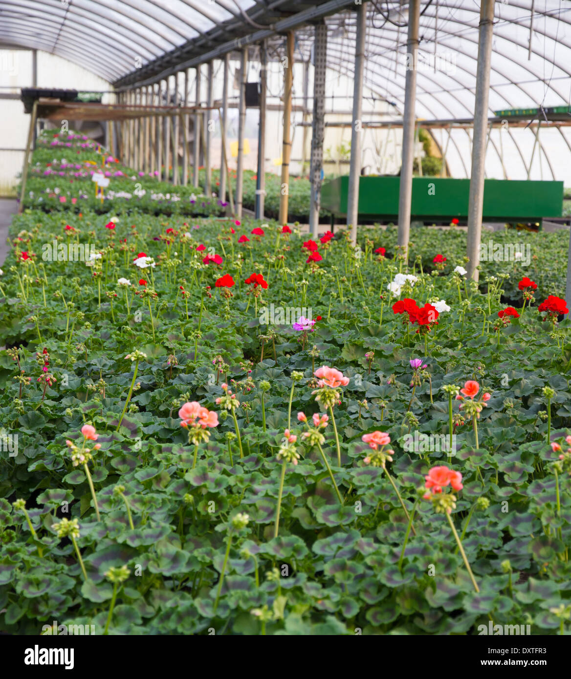 Geranien blühen im Frühling an dem Gewächshaus Gärtnerei Vertrieb Großhandel florist Stockfoto