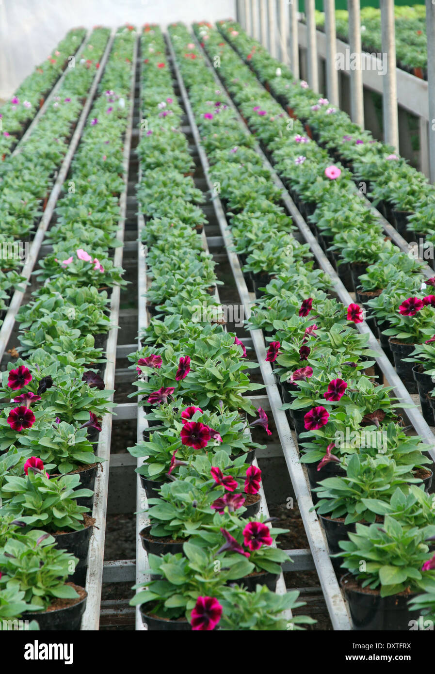 viele Blütenpflanzen im Frühjahr an dem Gewächshaus Gärtnerei Vertrieb Großhandel florist Stockfoto