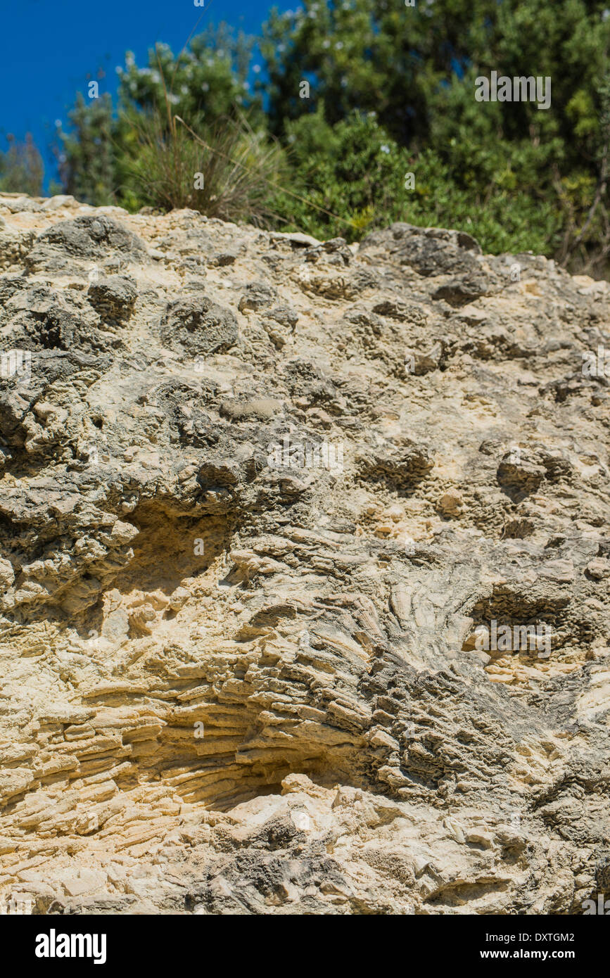 Fossile Korallen aus der Gruppe der Mussimilia Verzweigung eingebettet in dem versteinerten Korallenriff des Sant Sadurní d, Spanien Stockfoto
