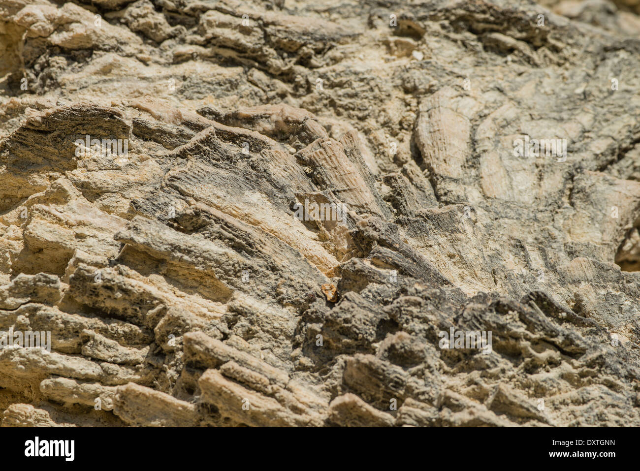 Fossile Korallen aus der Gruppe der Mussimilia Verzweigung eingebettet in dem versteinerten Korallenriff des Sant Sadurní d, Spanien Stockfoto