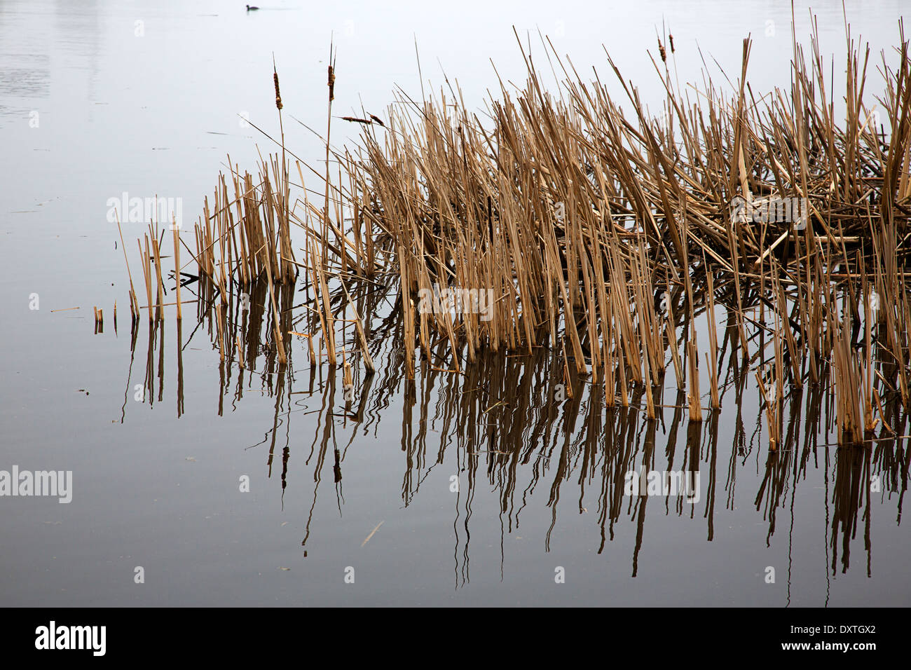 Tote Stämme der Rohrkolben (Typha Latifolia) Reflexion im Wasser Stockfoto