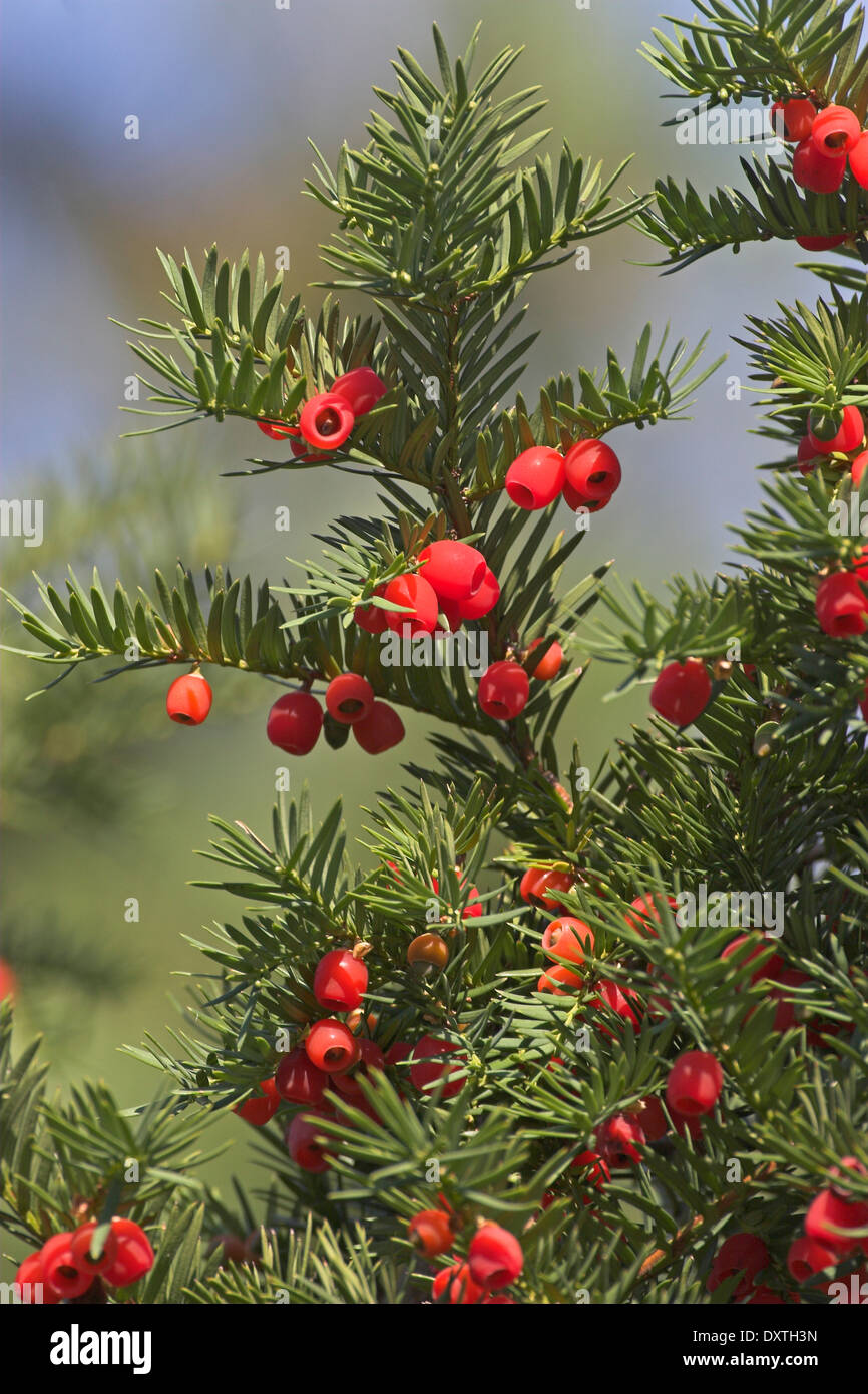 Englische Eibe, Europische Eibe, Gewhnliche Eibe, Beeren-Eibe, Eiben,  Beereneibe, Taxus Baccata, wenn Commun Stockfotografie - Alamy